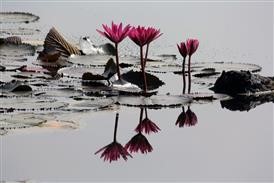 &quot;Flower Delivery Canberra Cheap